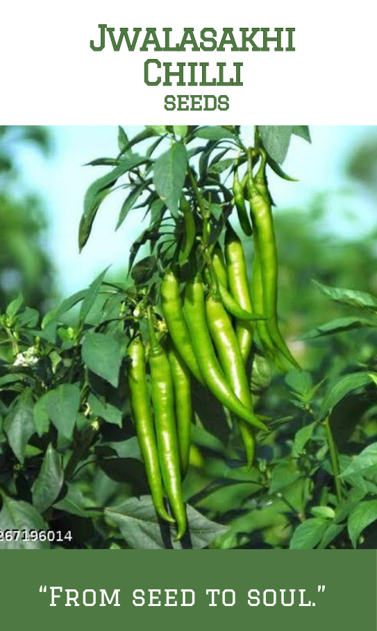 Jwalasakhi Chilli