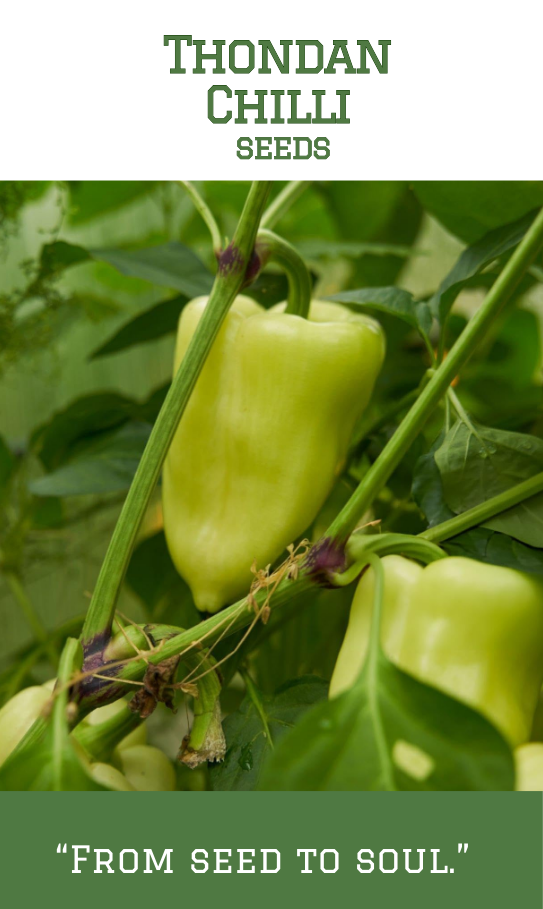 Thondan Chilli