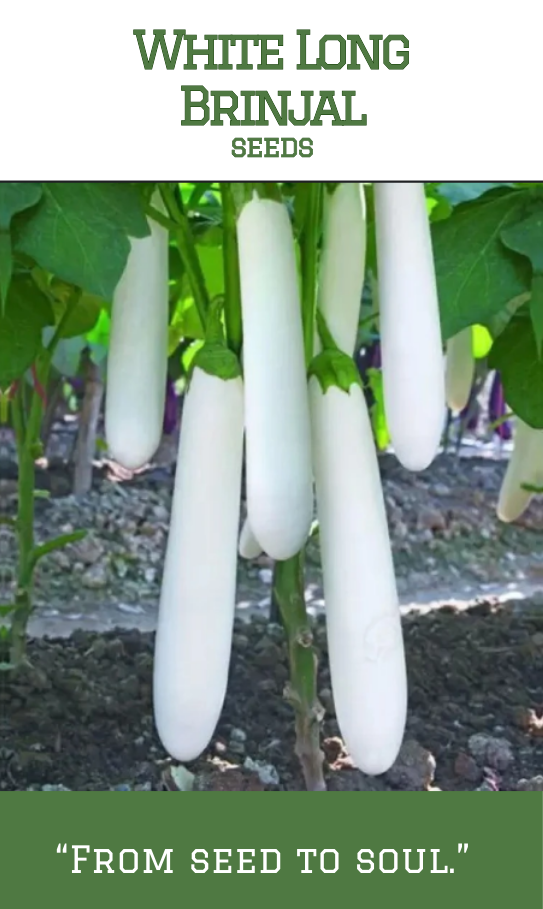 White Long Brinjal