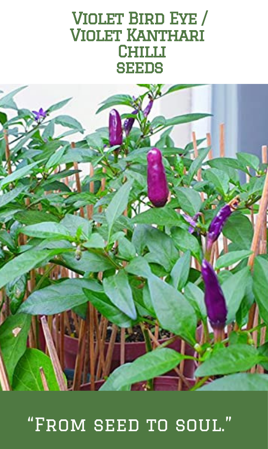 Violet Bird Eye Chilli