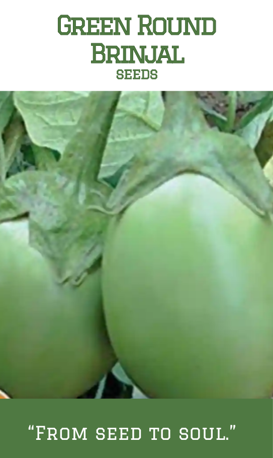 Green Round Brinjal