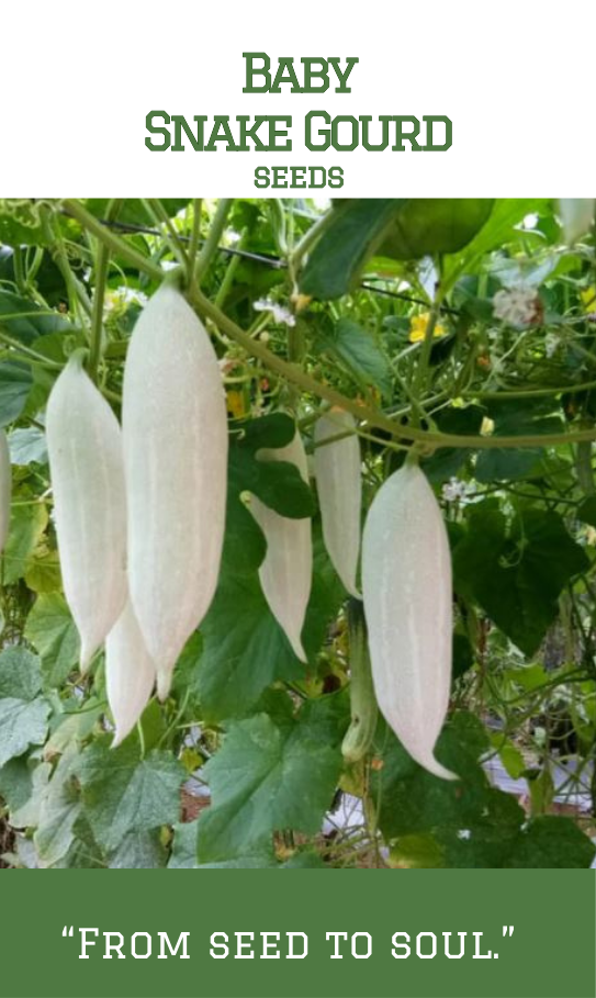 Short / Baby Snake gourd / Padavalam