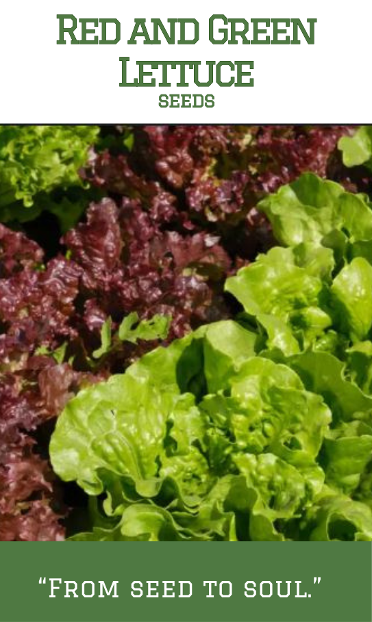 Red and Green Lettuce(Mixed)