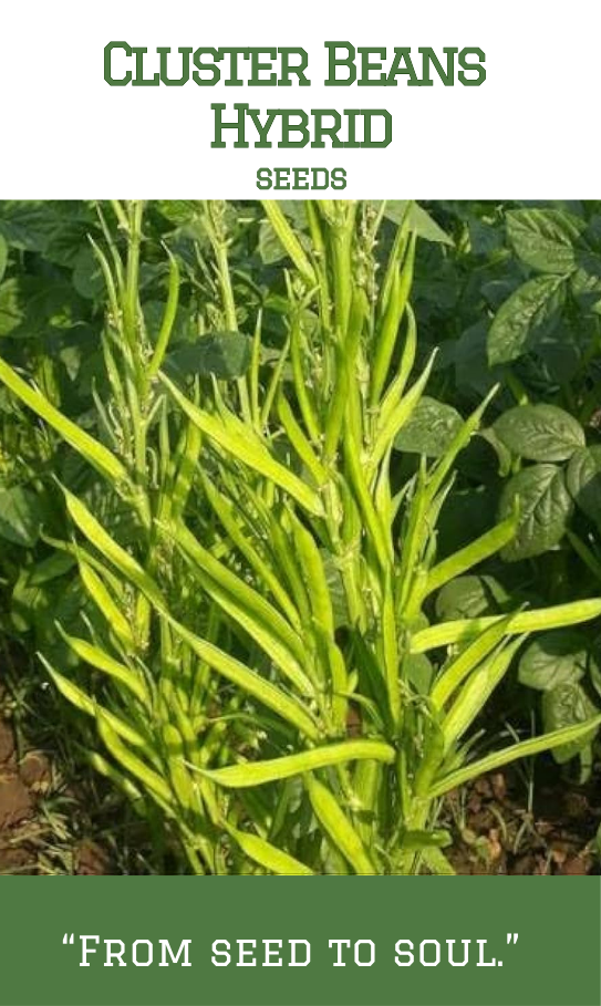 Hybrid Cluster beans