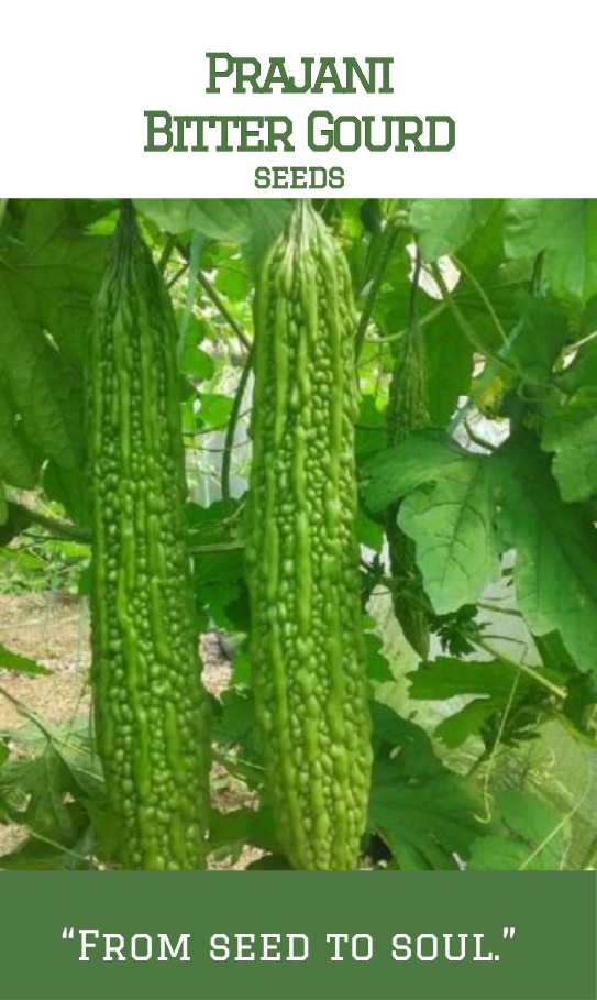 Prajani / Dark green long Bitter Gourd