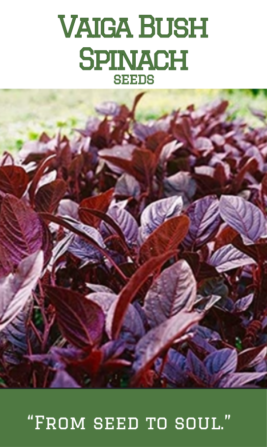 Vaiga Red Bush Spinach