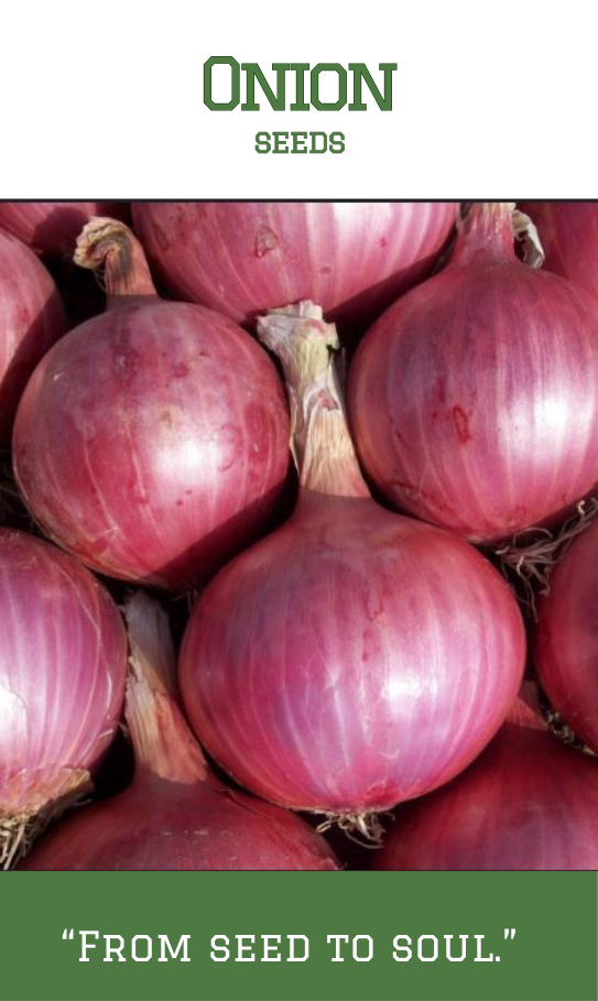 Onion Seeds