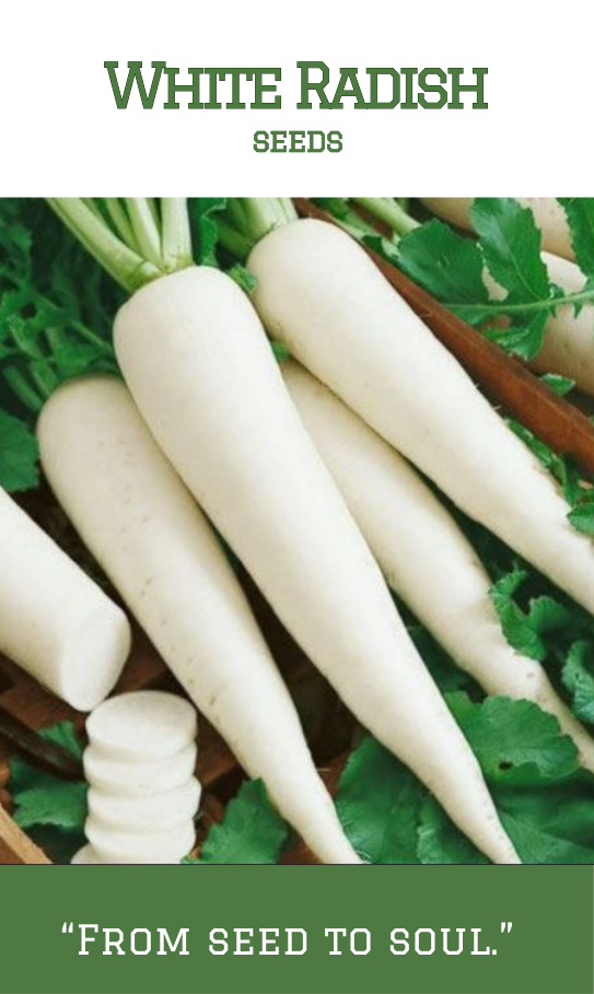 Raddish White