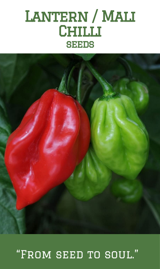 Lantern / Mali Chilli