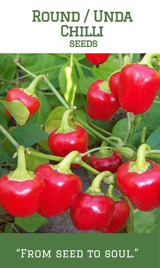 Round Chilli / Unda Mulaku