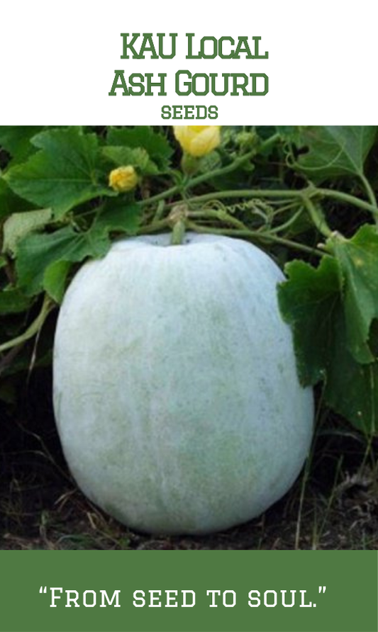 KAU Local Ash Gourd /Kumbalam