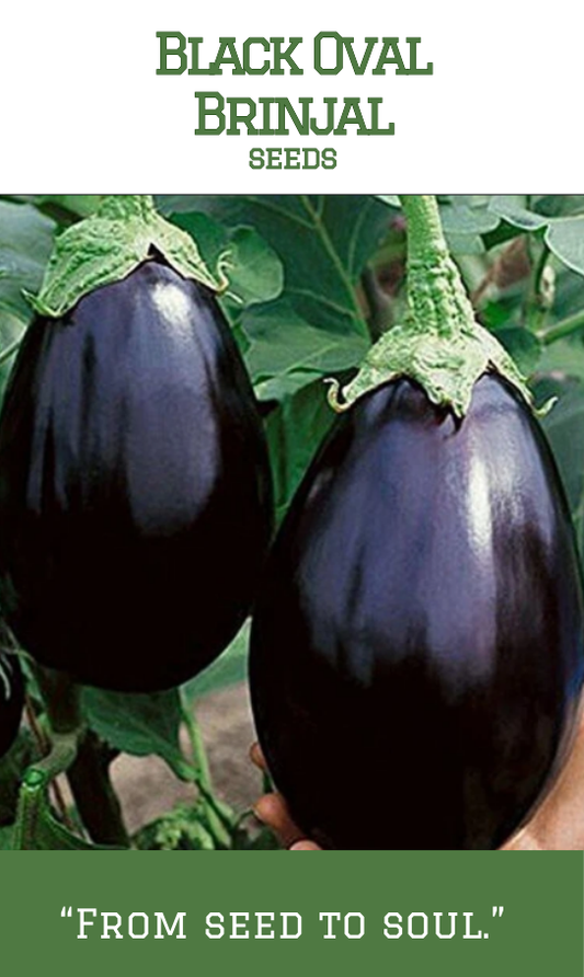 Black Oval Brinjal