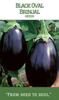 Black Oval Brinjal