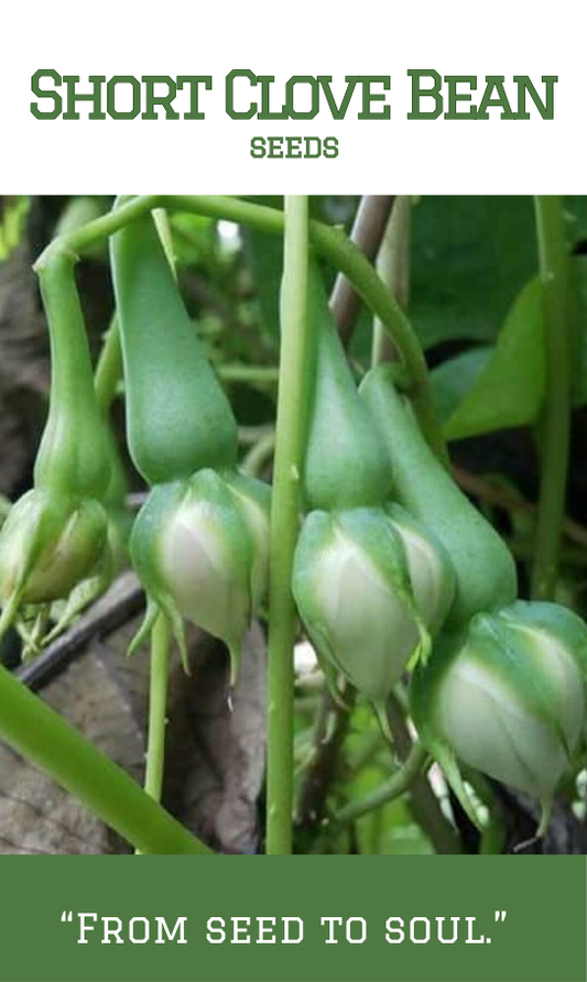 Short Clove Bean