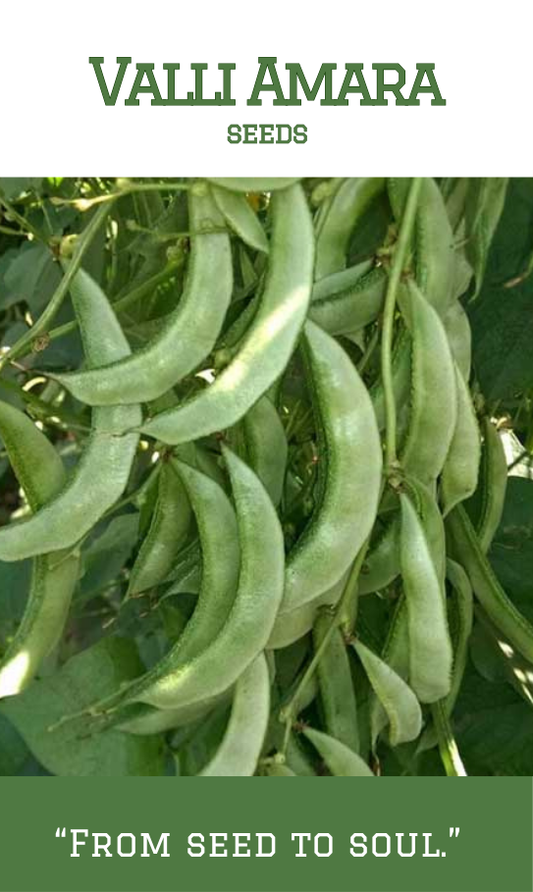 Valli Amara / Dolichos Beans