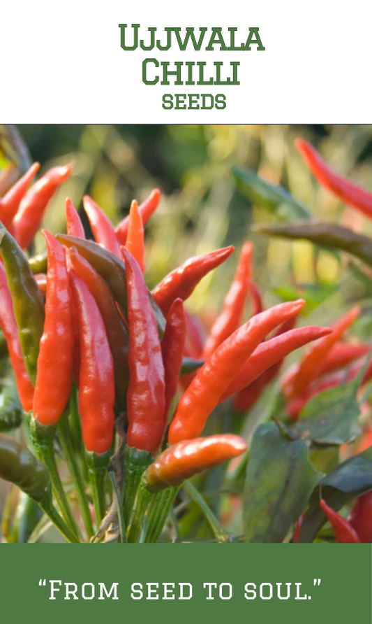 Ujjwala Chilli