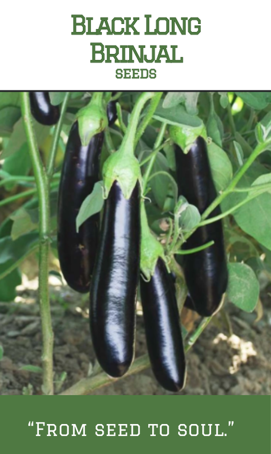 Black Long Brinjal