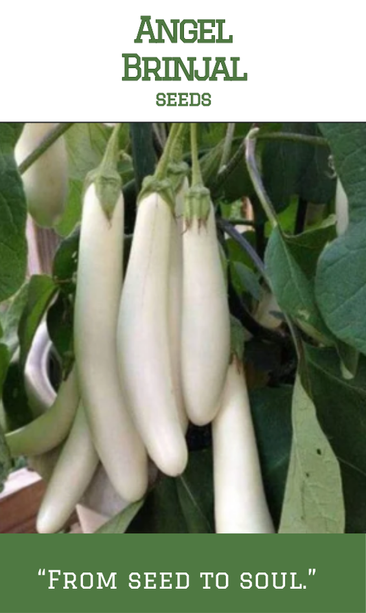 Angel Brinjal