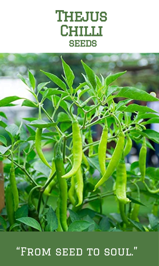 Thejus Chilli