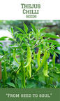 Thejus Chilli