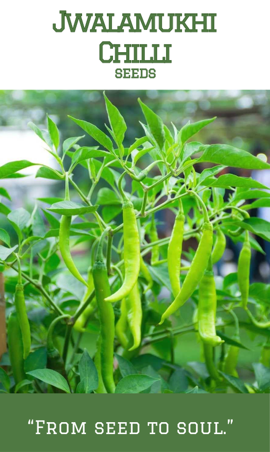 Jwalamukhi chilli