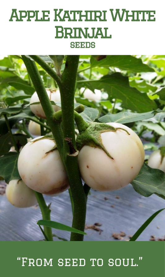 Apple Kathiri White Brinjal