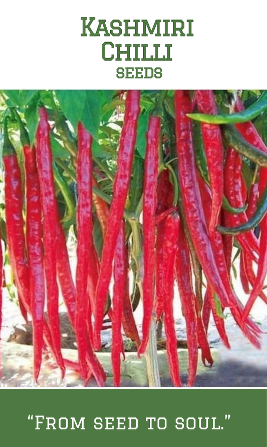 Kashmiri Chilli