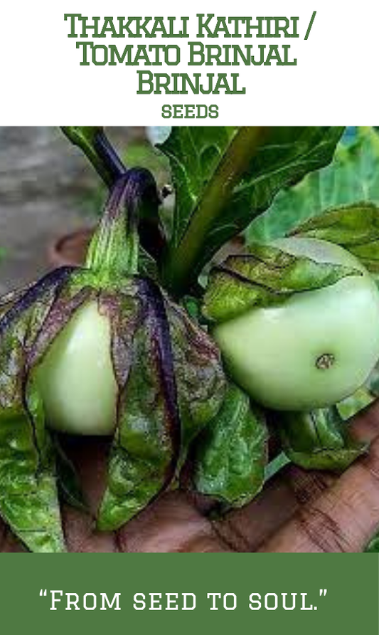 Tomato Brinjal / Thakkali Kathiri