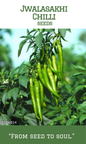 Jwalasakhi Chilli