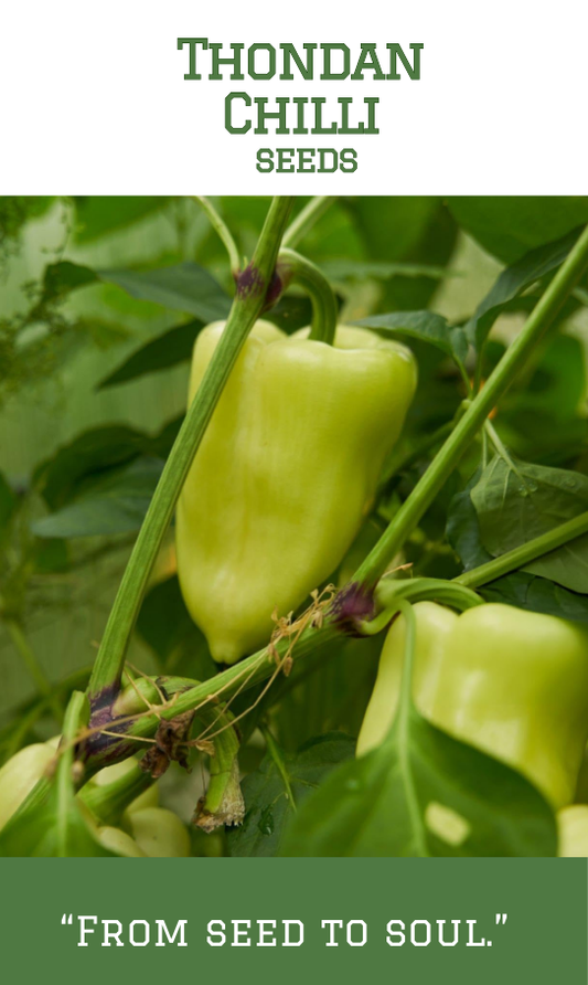 Thondan Chilli