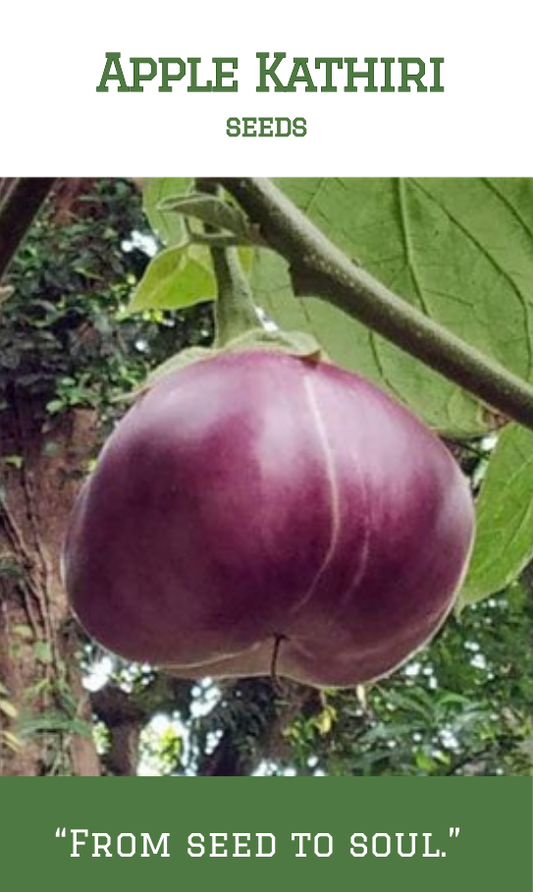 Apple Kathiri