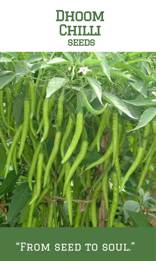 Dhoom Chilli