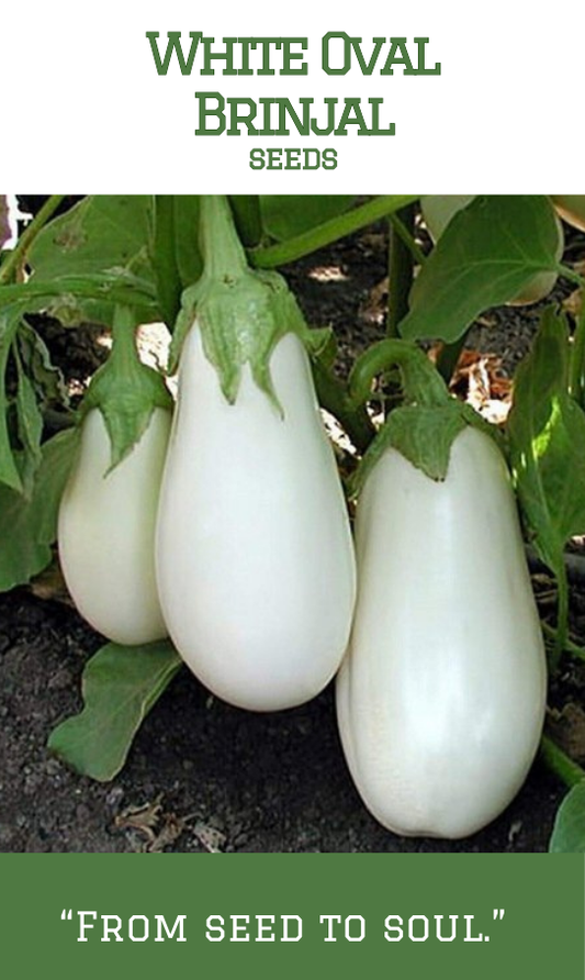 White Oval Brinjal