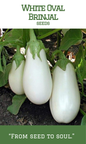 White Oval Brinjal