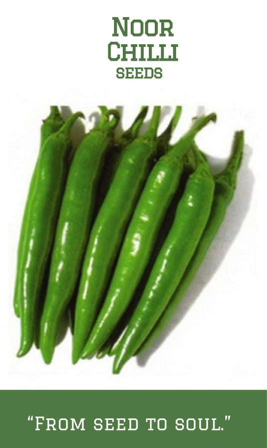 Noor Chilli