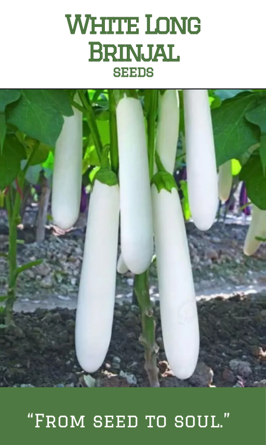 White Long Brinjal