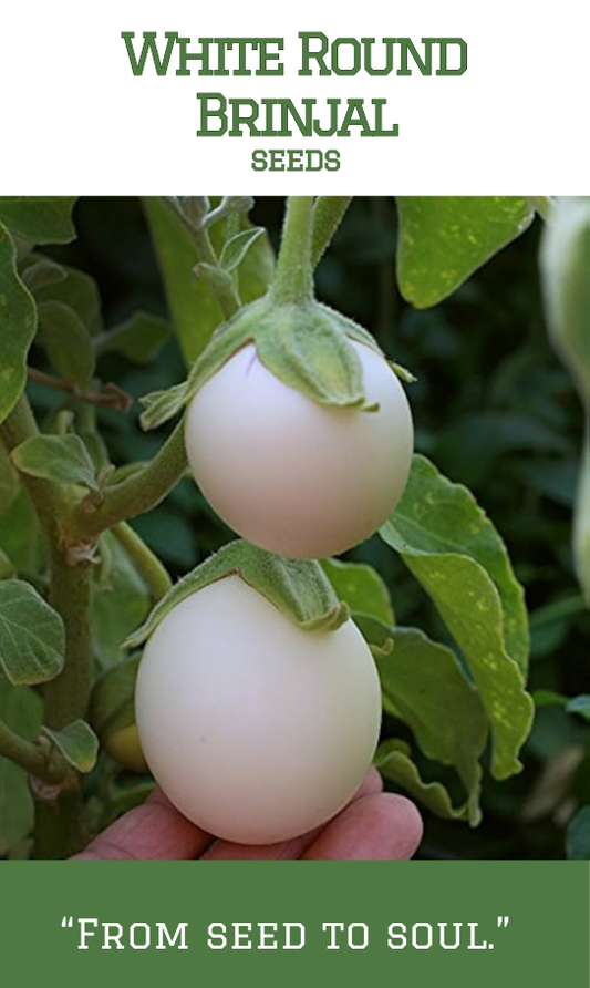 White Round Brinjal