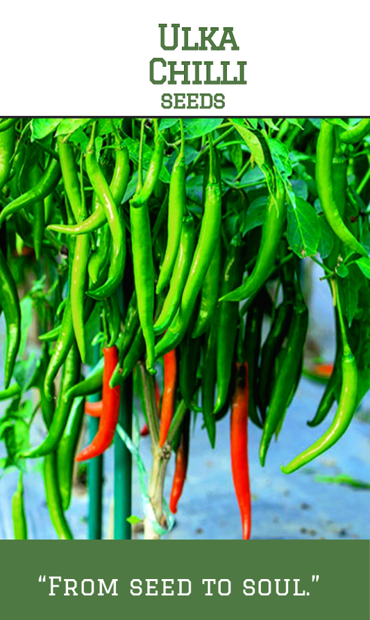 Ulka Chilli/Ulka Mulaku