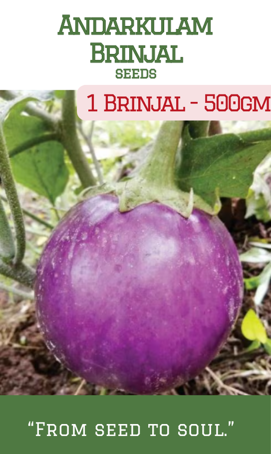 Andarkulam Brinjal / 1 Brinjal -500gm