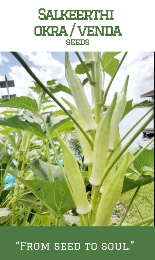 Salkeerthi okra / Salkeerthi venda