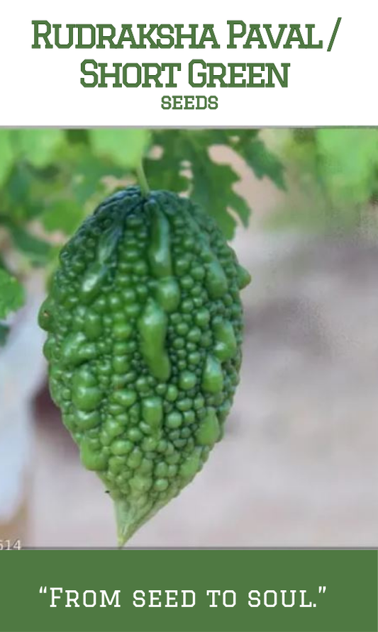 Rudraksha Bitter Gourd /Paval/Short Green