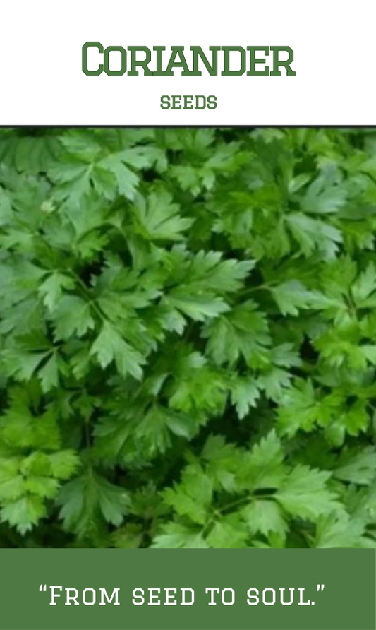 Coriander