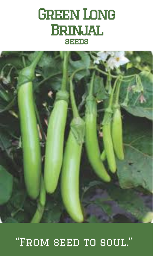 Green Long Brinjal