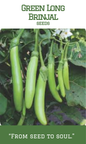 Green Long Brinjal