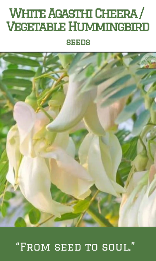 White Agathi Cheera/ White Vegetable Hummingbird