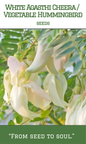 White Agathi Cheera/ White Vegetable Hummingbird