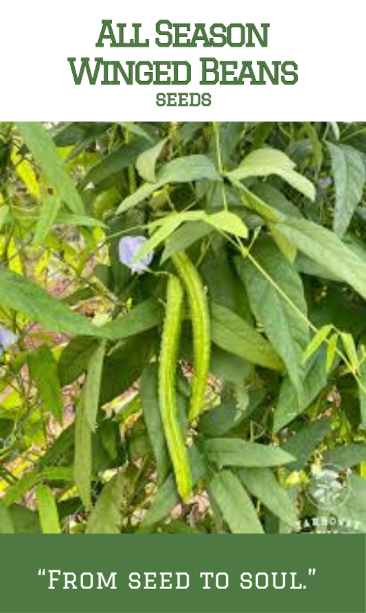 All Season Winged Beans / Chathura Payar