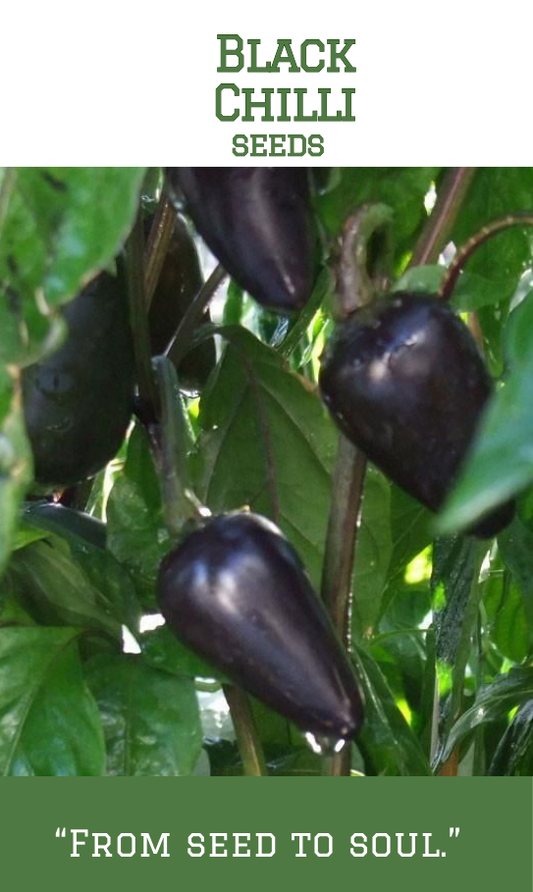 Black Chilli
