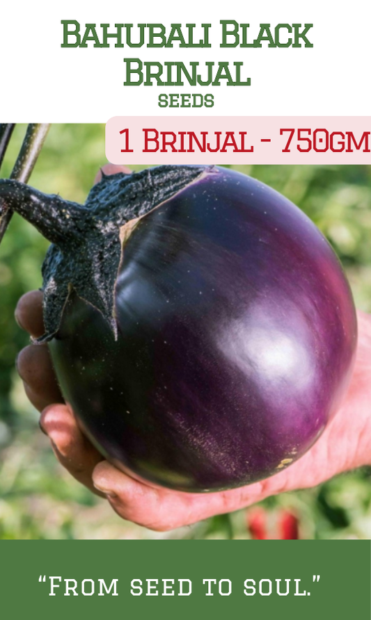 Bahubali Brinjal / 1 Brinjal-750gm