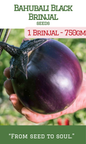 Bahubali Brinjal / 1 Brinjal-750gm